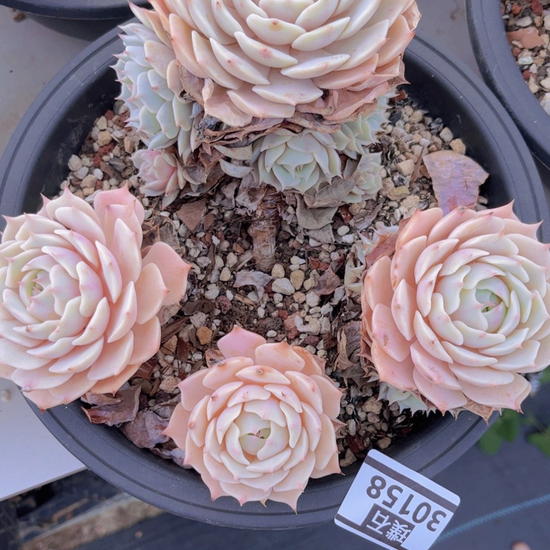 露娜莲不包小损30158