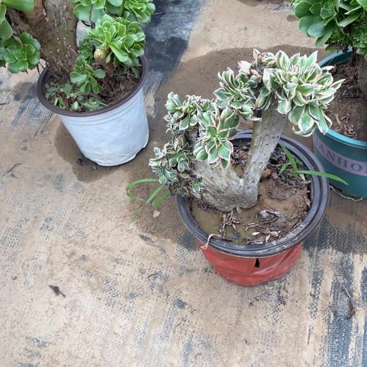 21灿烂缀多肉植物多肉多肉