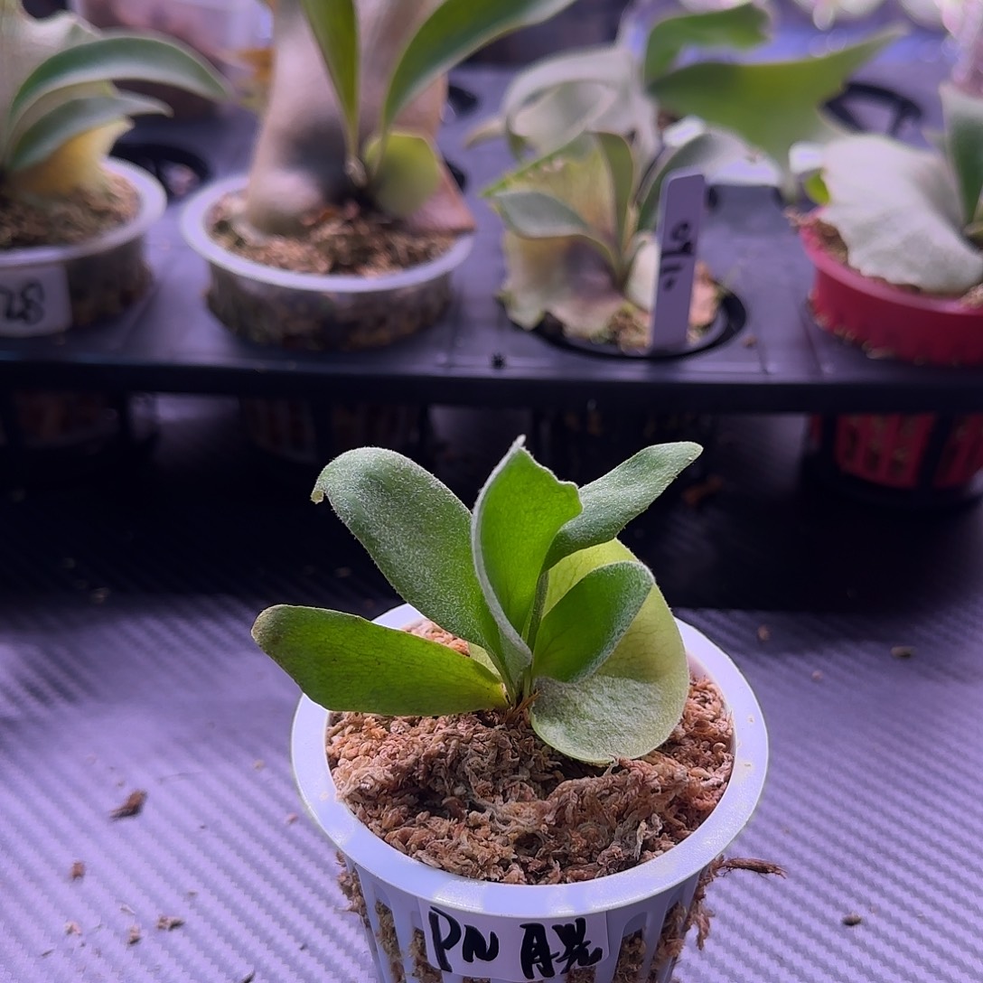 Pn月光鹿角蕨孢子苗