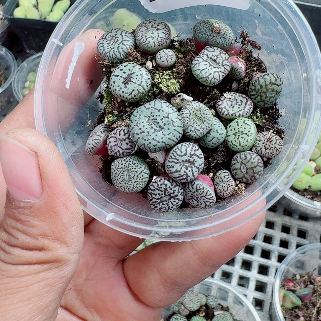 148多肉植物多肉植物