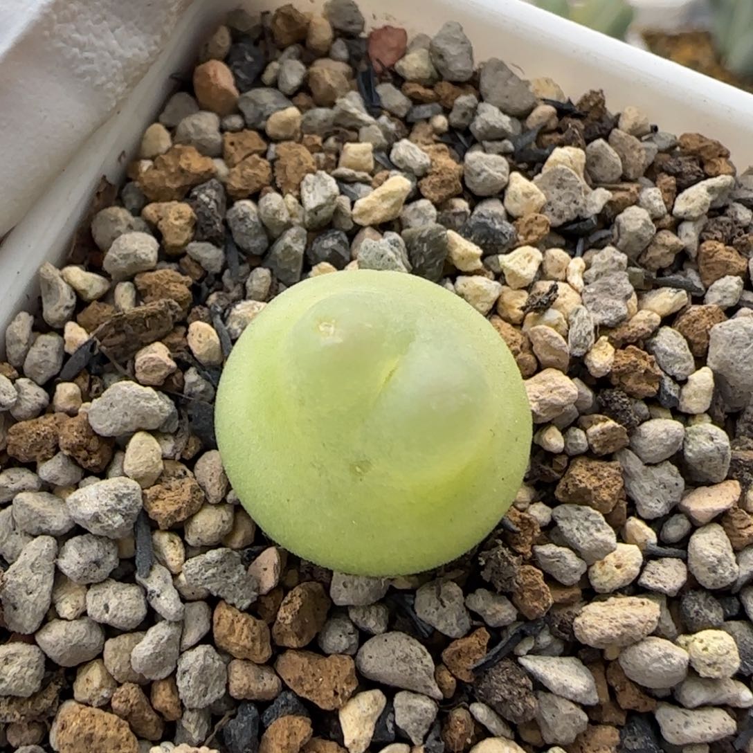 12-27-1-5当天满38包邮清货龙猫体拉登1.6cm脱土