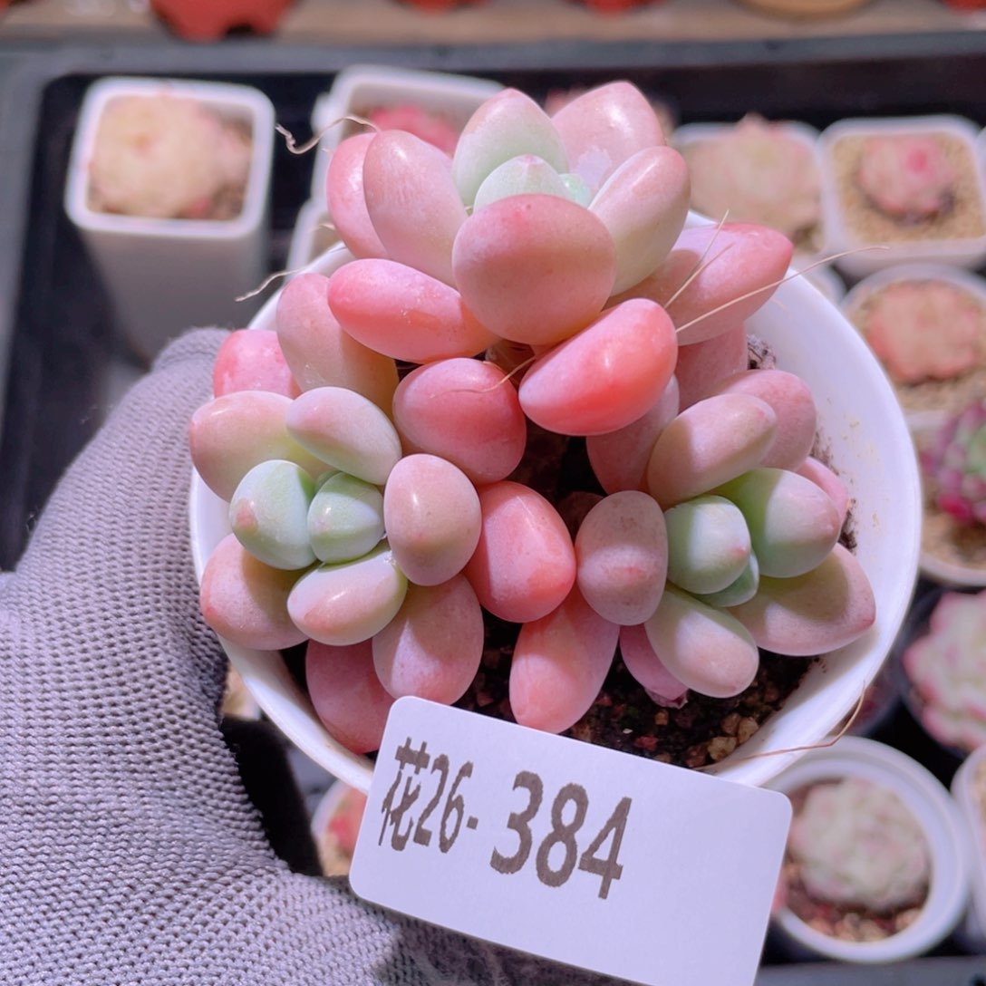 花利美26-384洛神