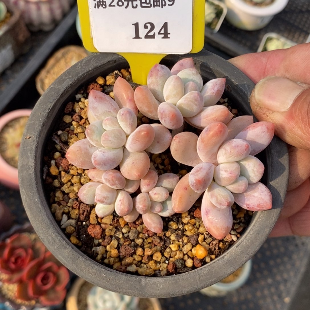 9124香水老桩5头群多肉植物