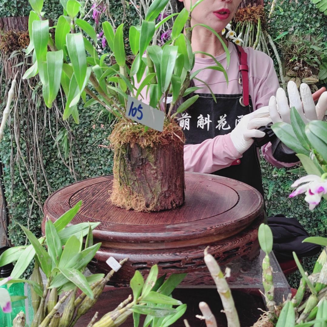 105扭瓣花卉植物微景观