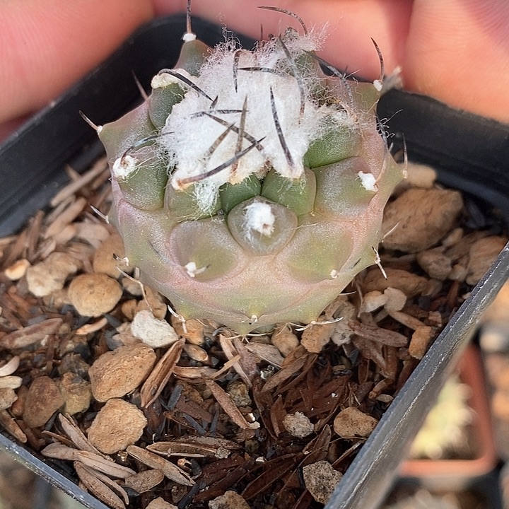 孤品实生奇特纹路雪顶娇丽3.5cm