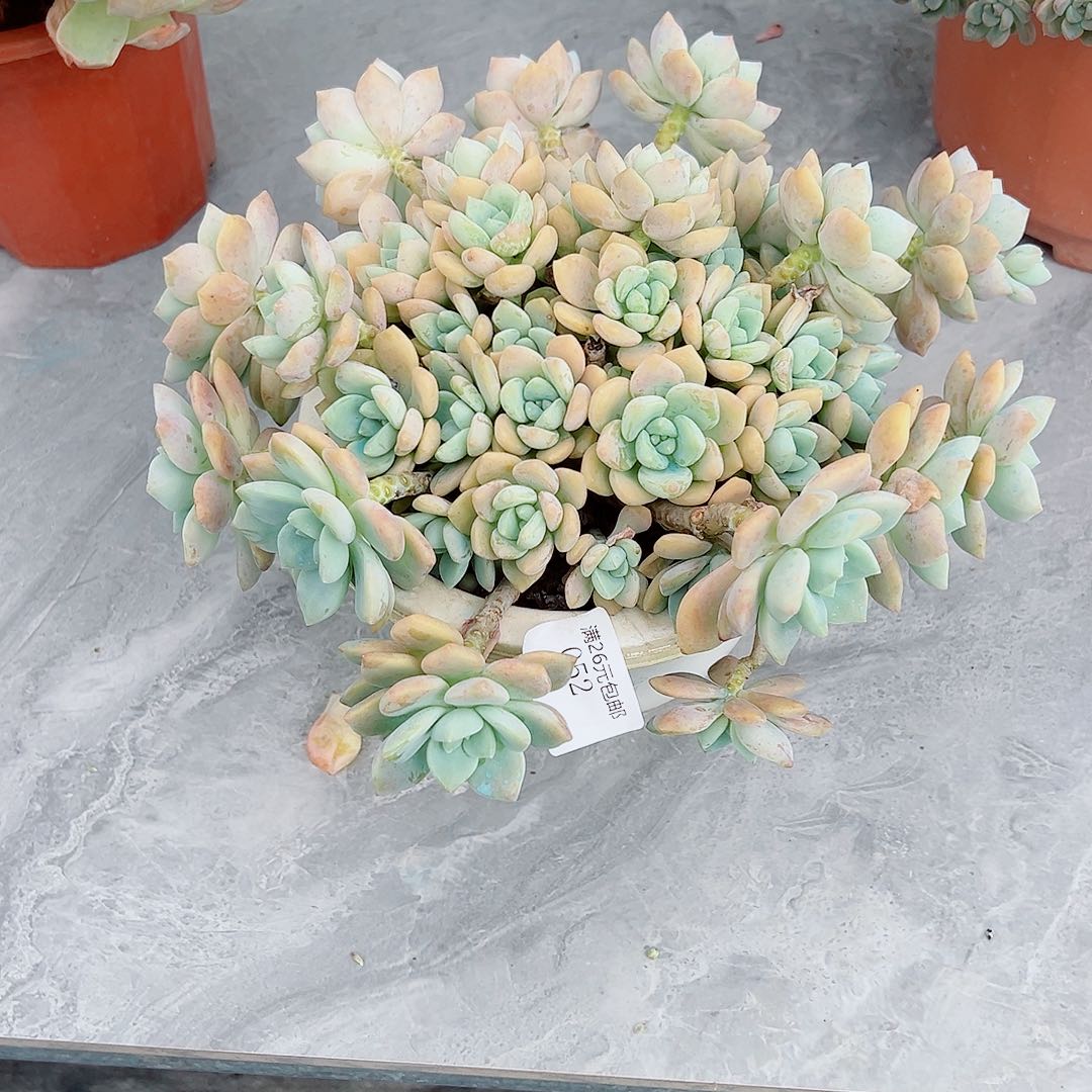 锦***s052露凝香多肉植物多肉