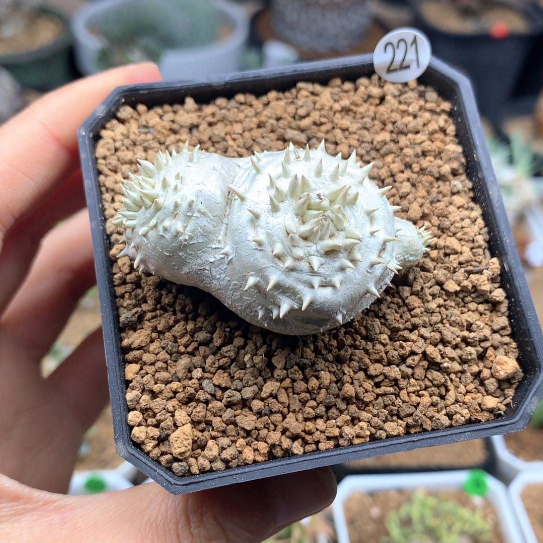 惠比须笑带盆多肉221号