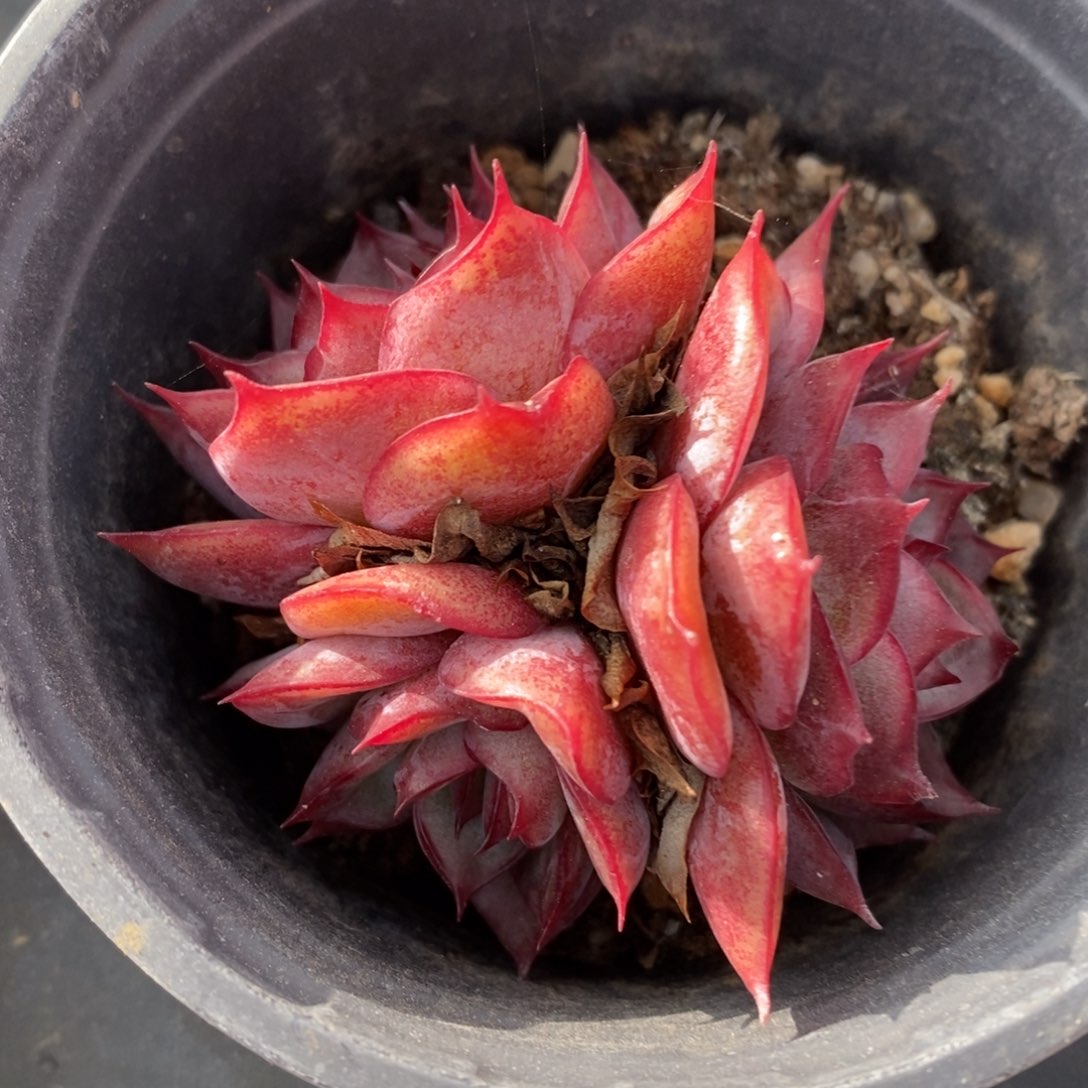 一物一拍多肉植物，下滑更多品种选择