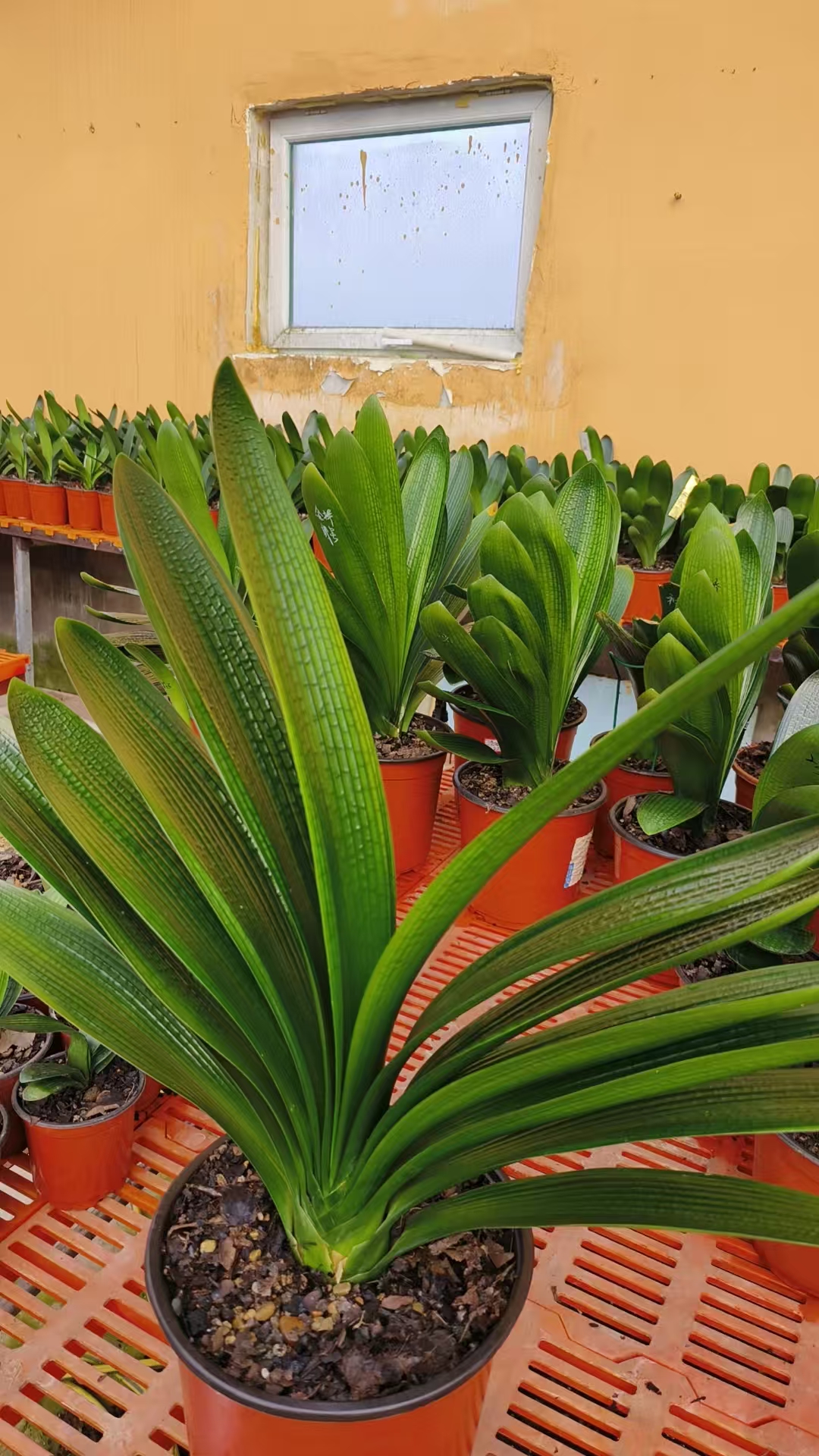 1号链接长春成军君子兰苑 直播下单 确认价格付款偏远不包邮绿植