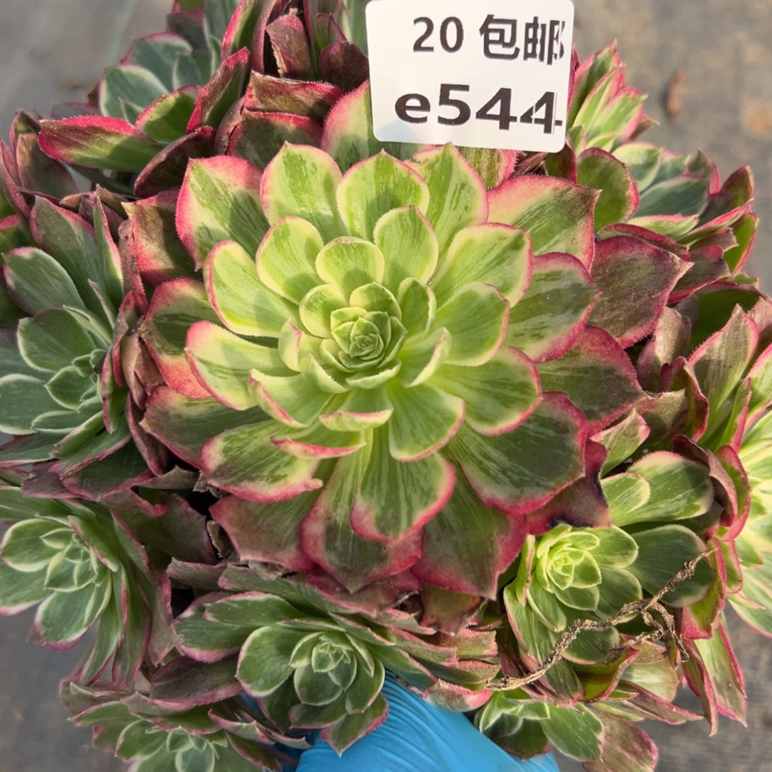 544万花筒，，满20包嘟叮熊
