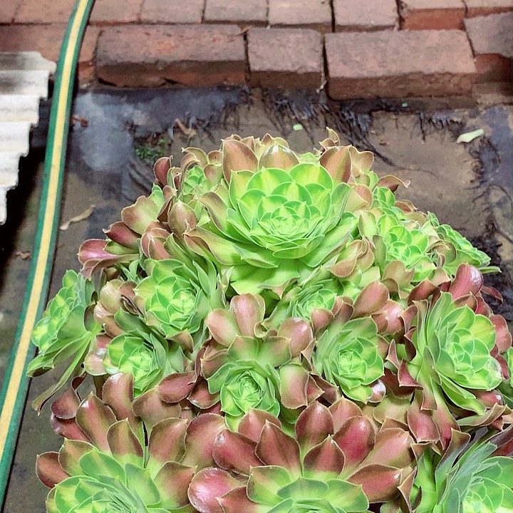 韶华捧花，多肉植物