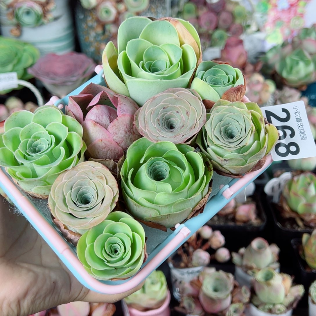 268一筐玫瑰带框组合。   