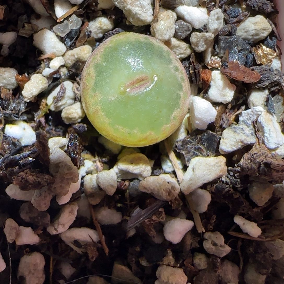 肉锥多肉植物百科-安格129