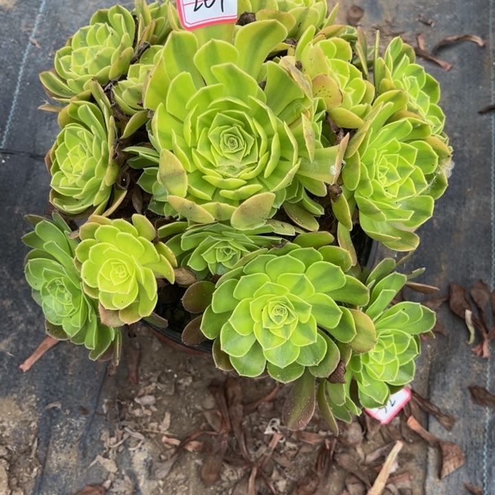 261雨荷多肉植物法师