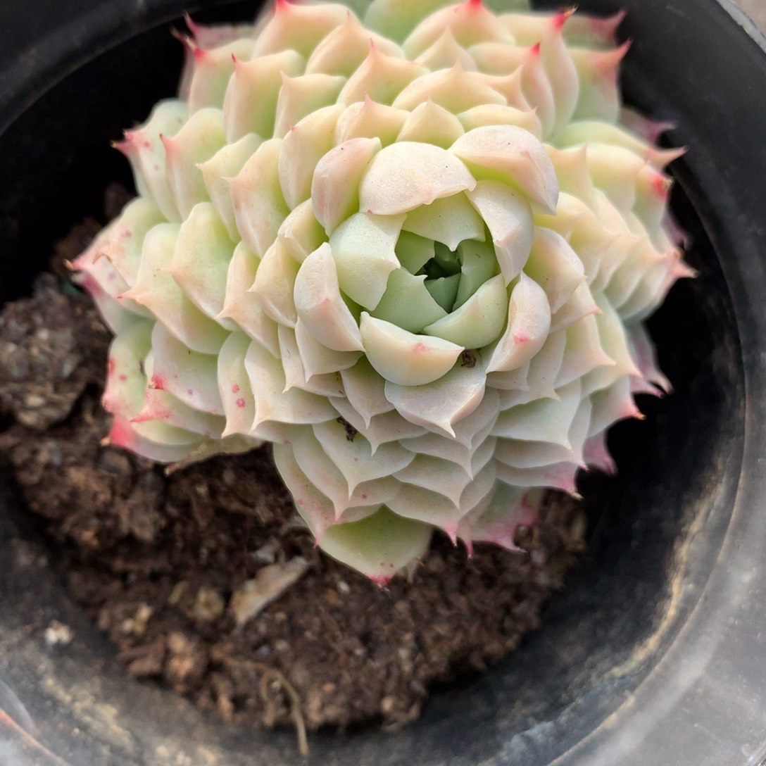 5298杂交精品基地6厘米