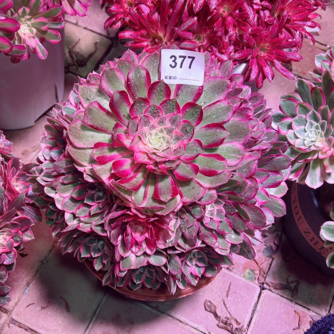 377孔雀翎法师多肉植物