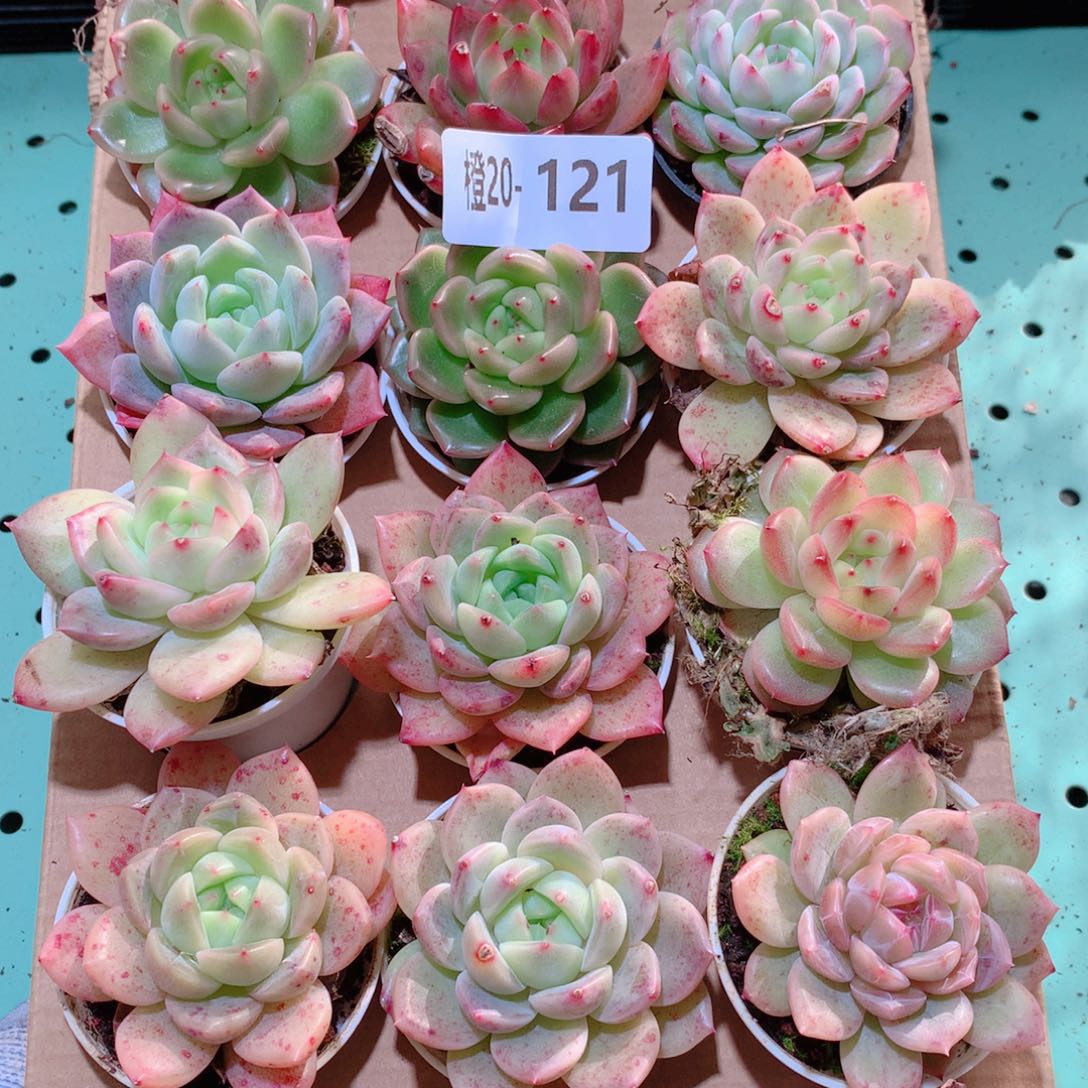 20-121一物一拍多肉带盆18颗