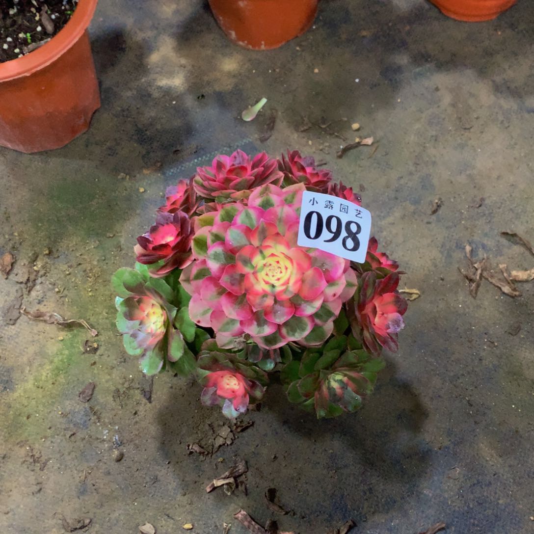 子*1多肉植物098荔枝88888