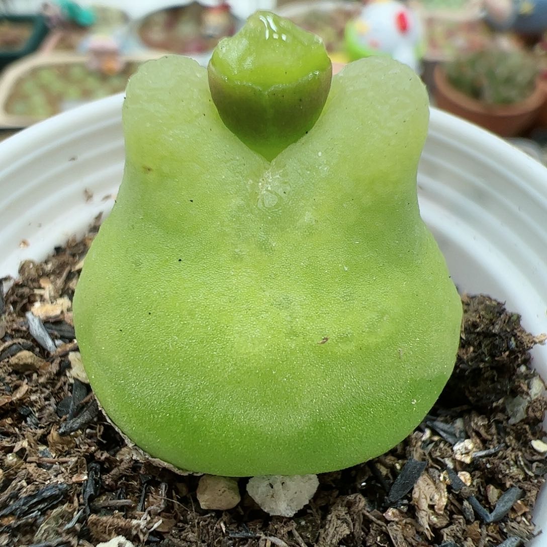 【闪购商品】105 带盆