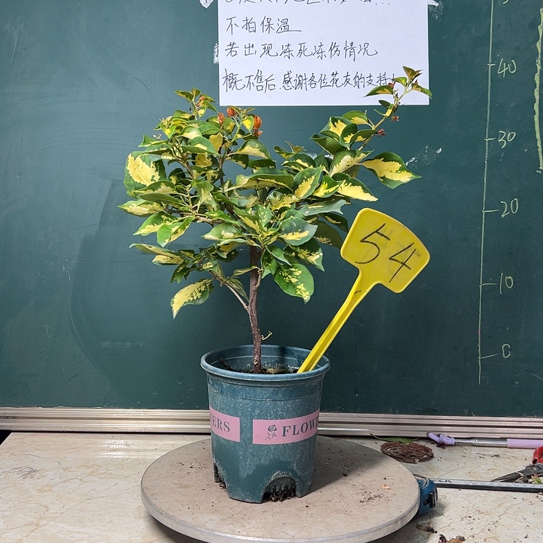 完全开放  金心龙舌  54