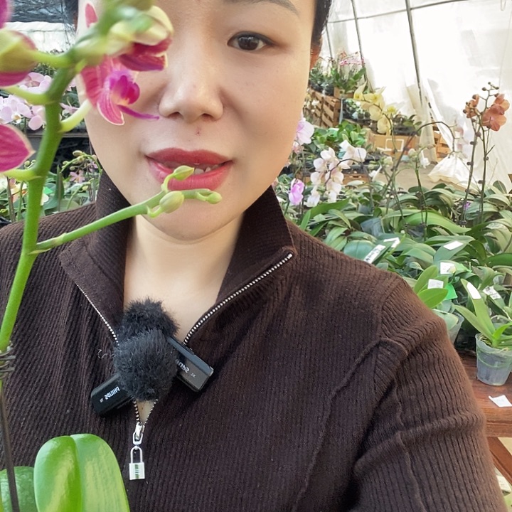 无花朵金桔变异蝴蝶兰