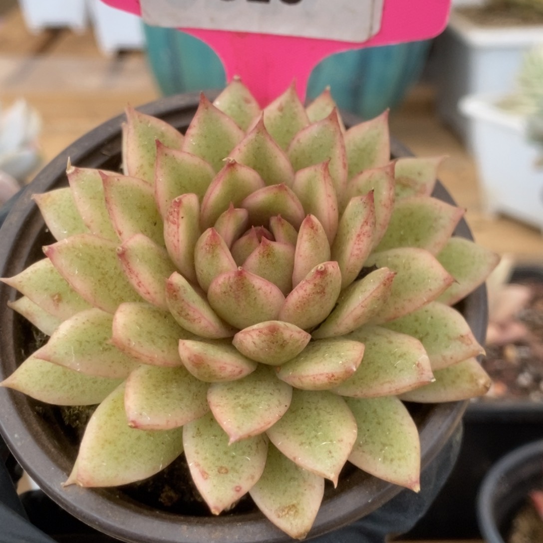 625赤水晶锦锦锦锦锦