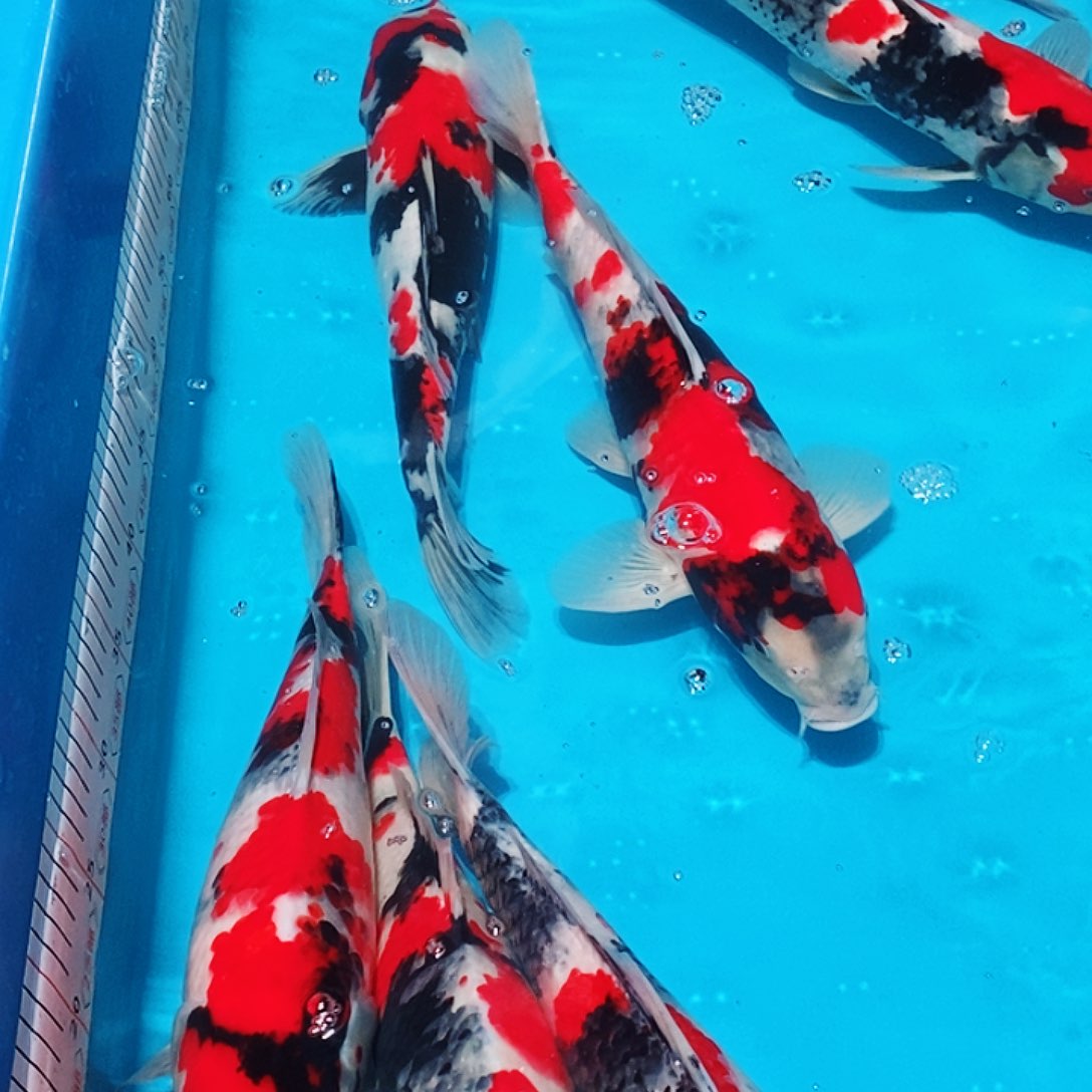 锦鲤亮灯牌专享链接