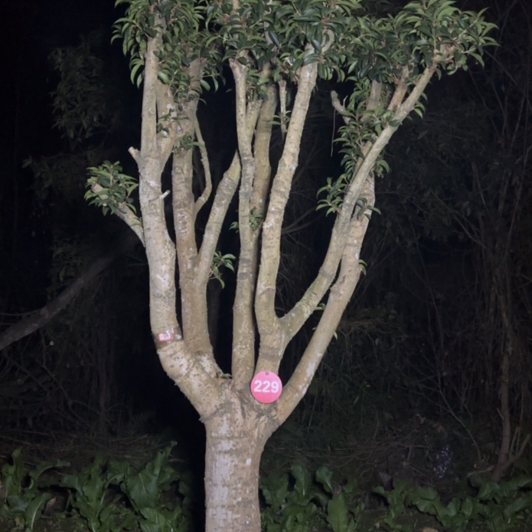 当前无花栽培后可以开花