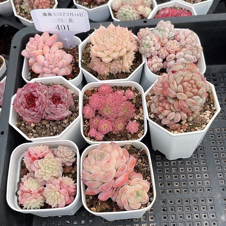 薇薇安园艺多肉401
