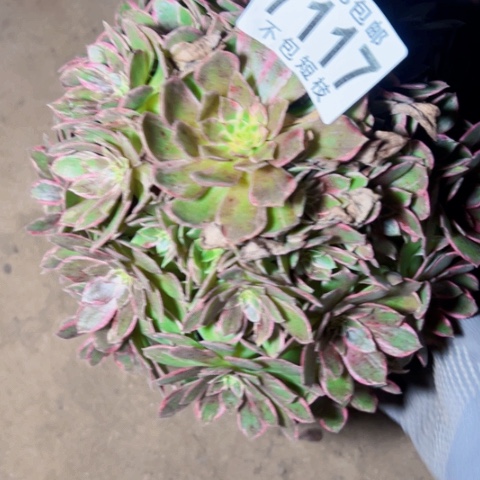 万话筒多肉植物法师7117