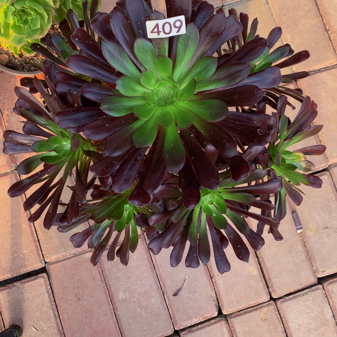 ꧔****无花朵4090000000