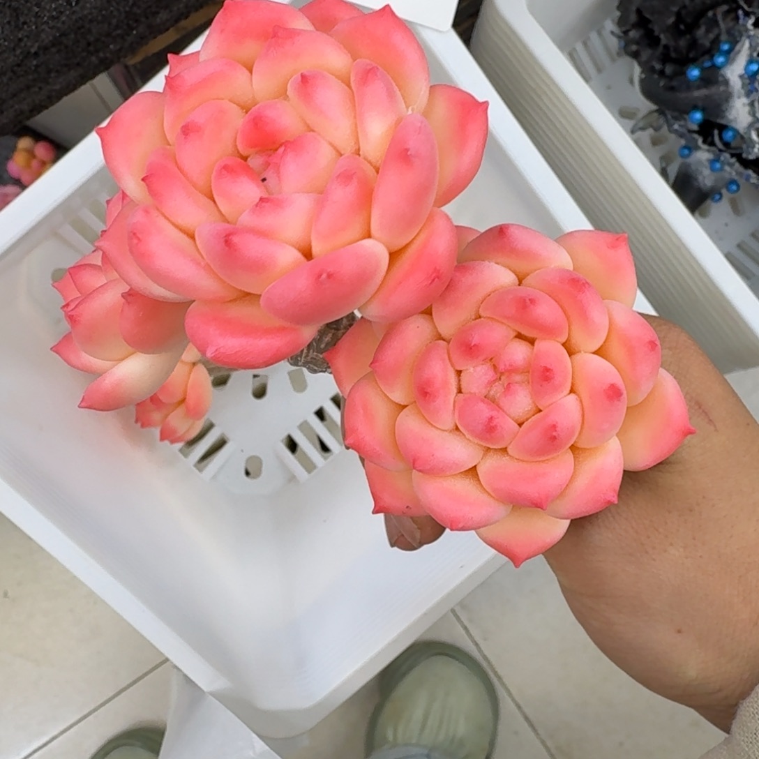 树脂357号哦哦哦哦哦哦哦