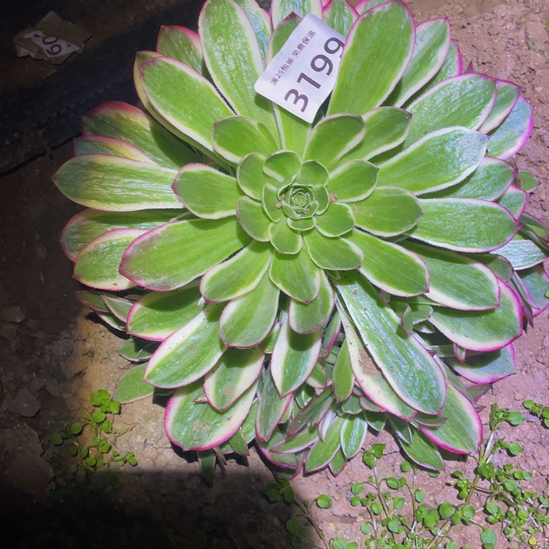 3199海王多肉植物