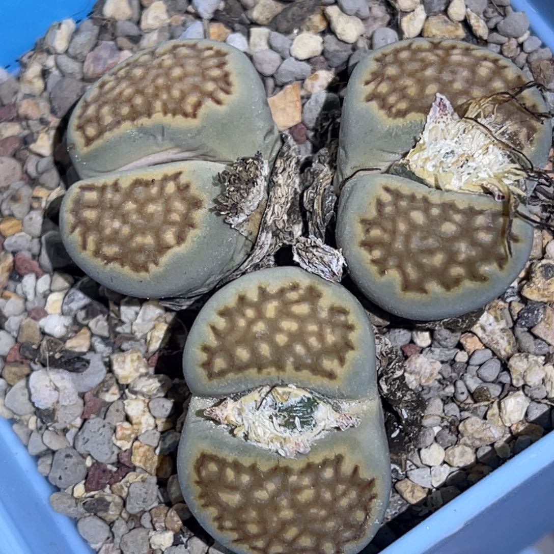 6814三头网纹寿丽一颗