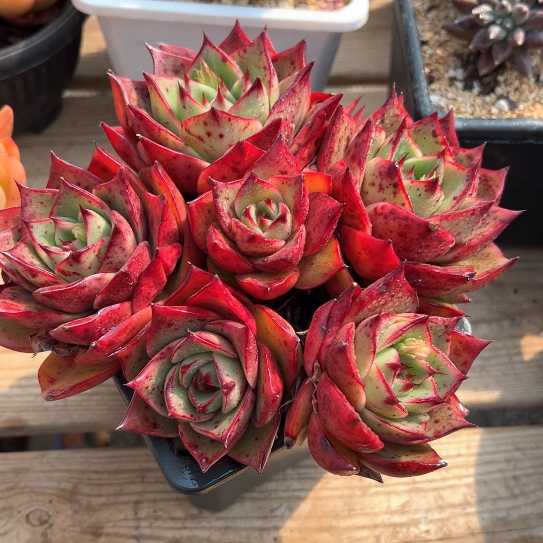 玫瑰叶老桩多肉植物