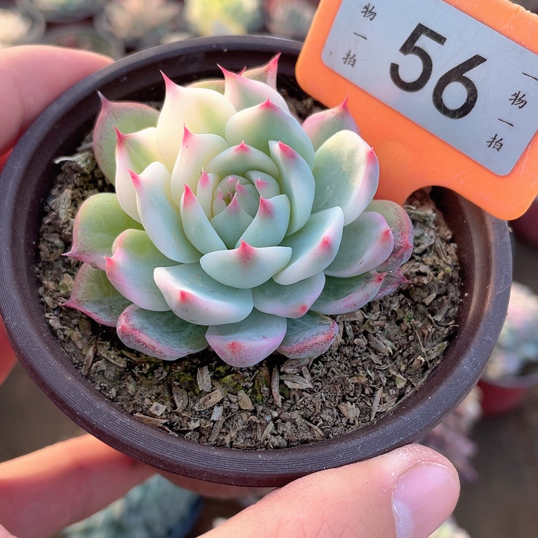 吉娃娃锦56号多肉植物