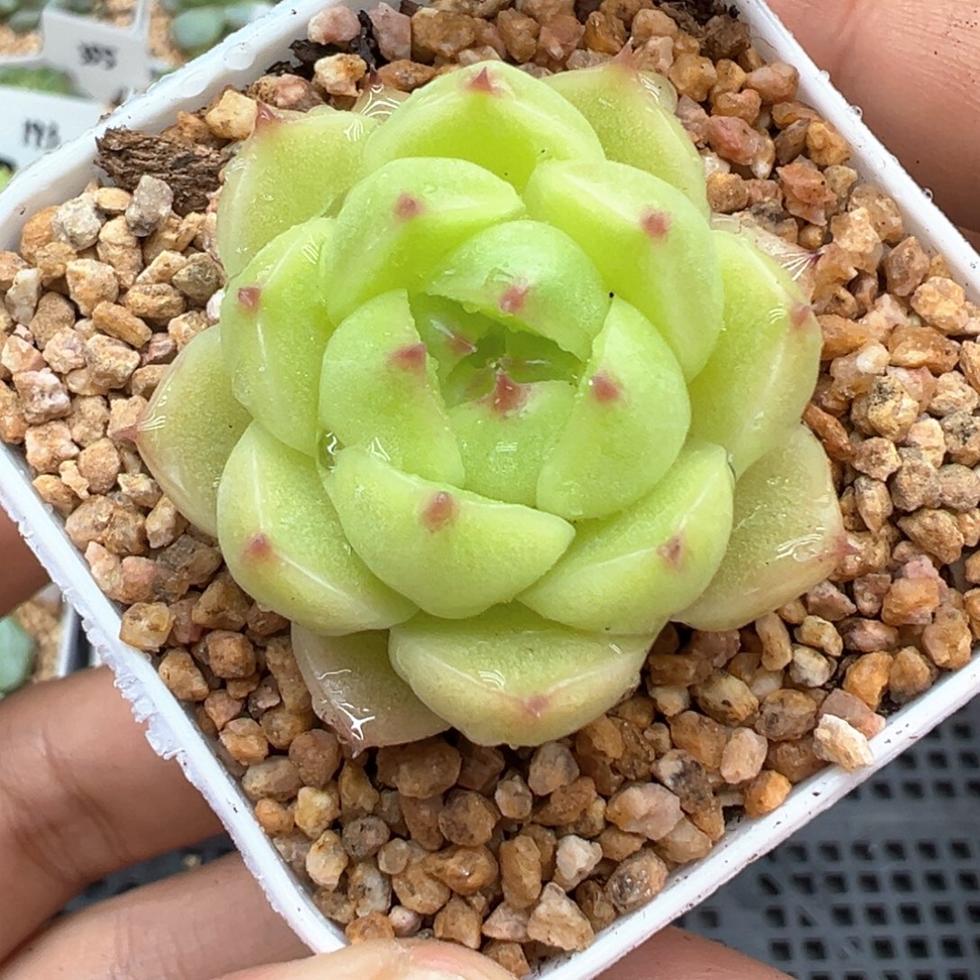 517号晗雨多肉植物