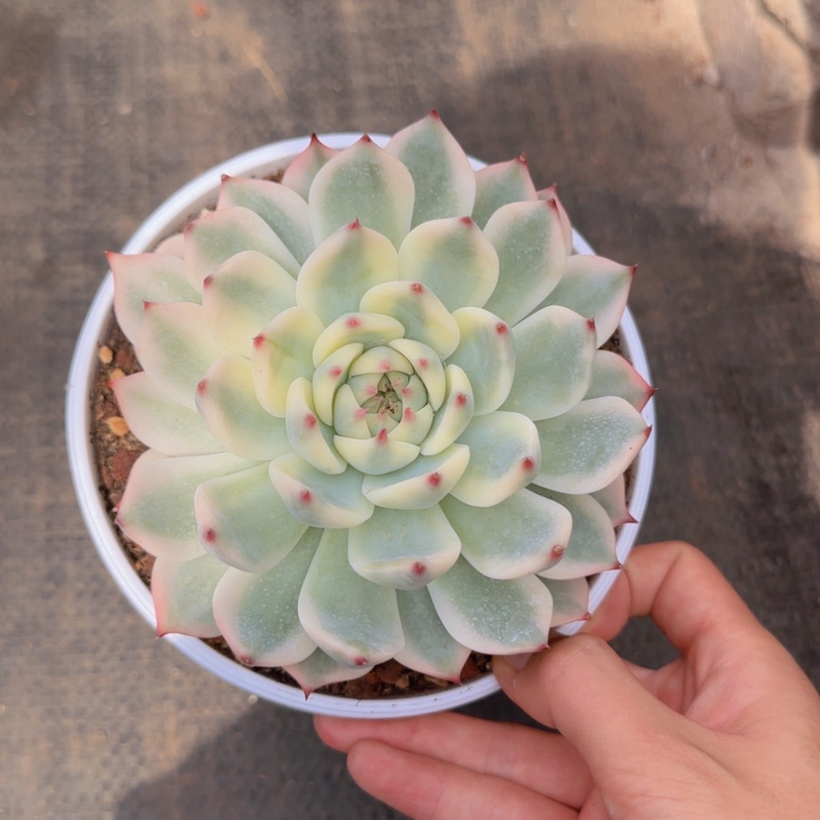 【闪购商品】吉娃娃锦99
