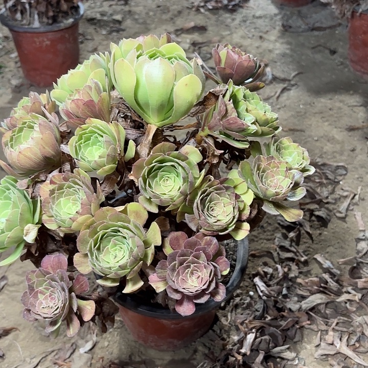 多肉植物花月夜17