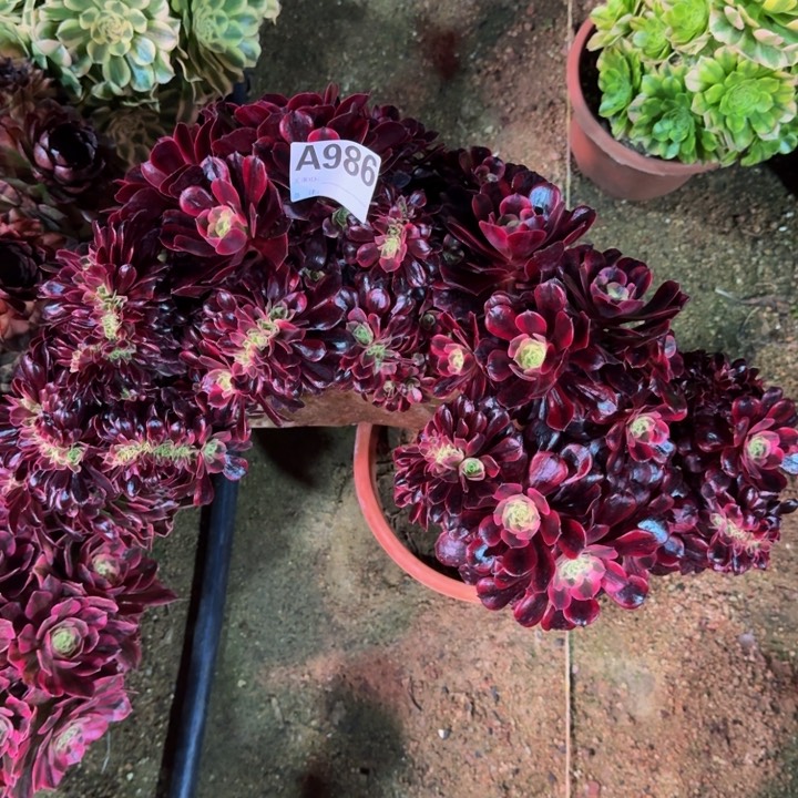 红陶美杜莎修改986多肉