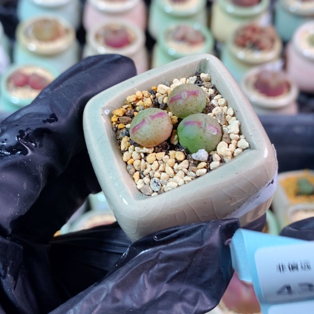 4392-一物一拍 带盆