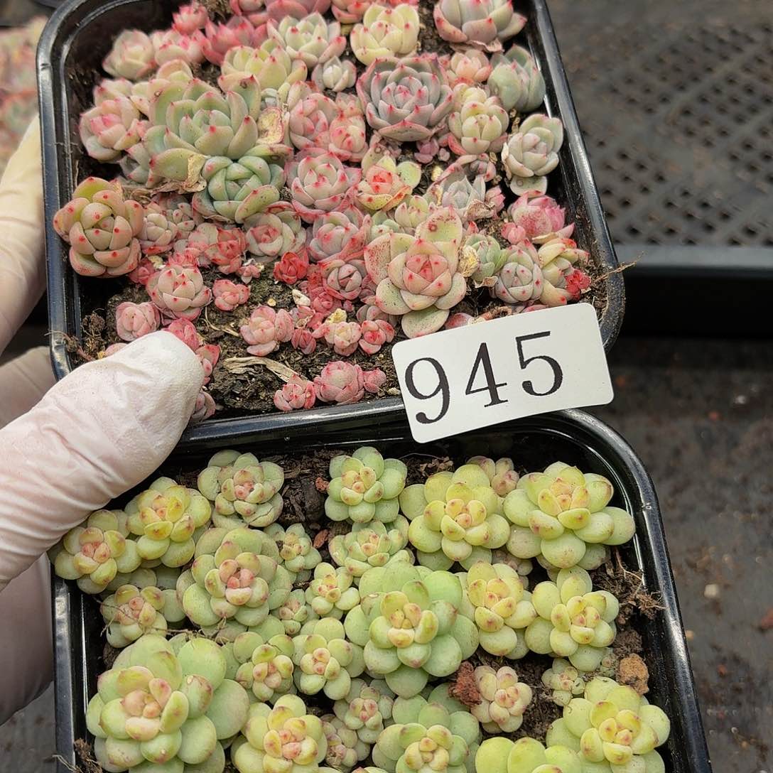 多肉植物多肉植物945