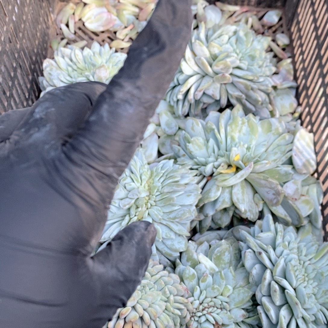 燕***子婆婆的婆婆的哇哇哇