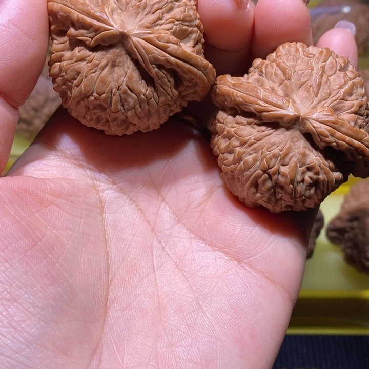 白狮子45尺寸的白狮子白狮子