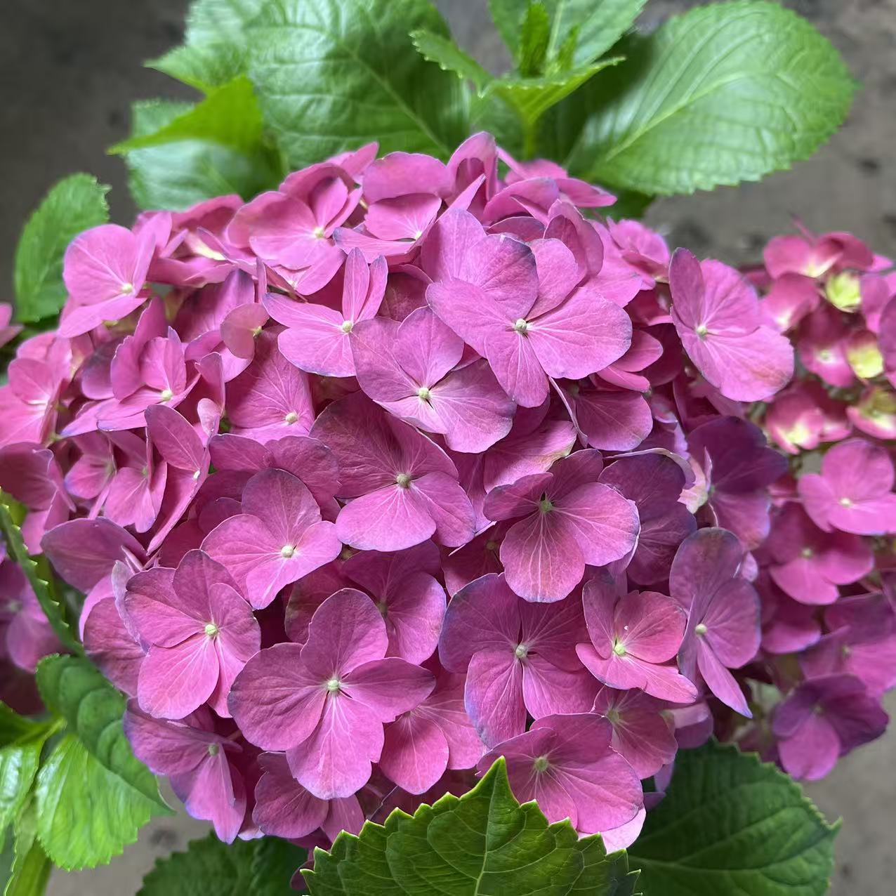 沉香 红色绣球盆栽耐寒植物新手好养原盆原土发货