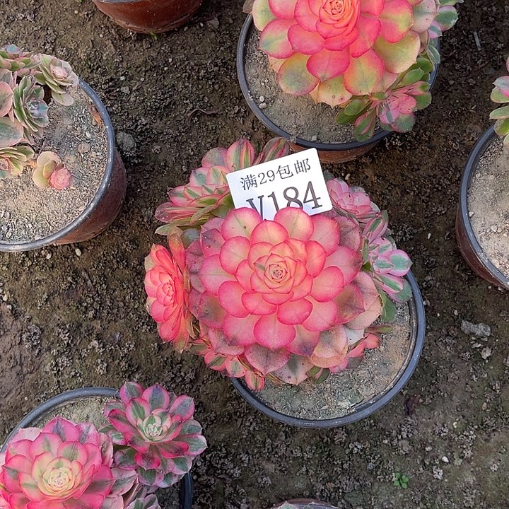 184荔枝    多肉植物      