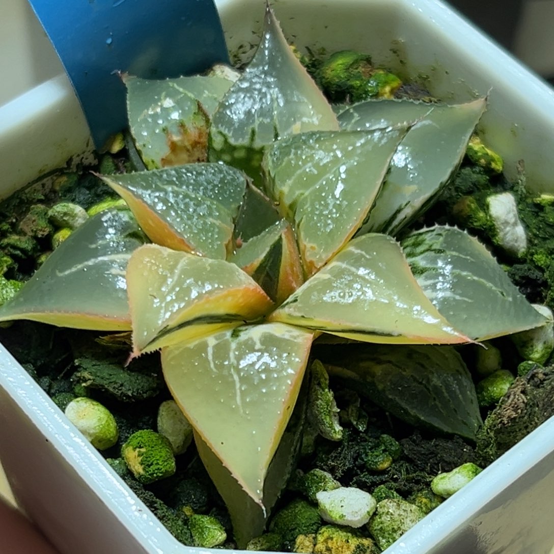 恭喜发财大吉大利0401