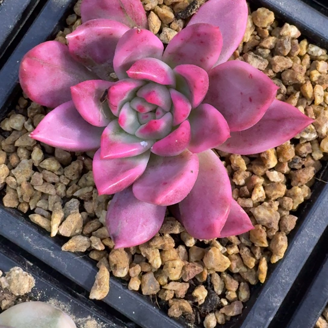 橘***子厚叶珍妮一物一拍