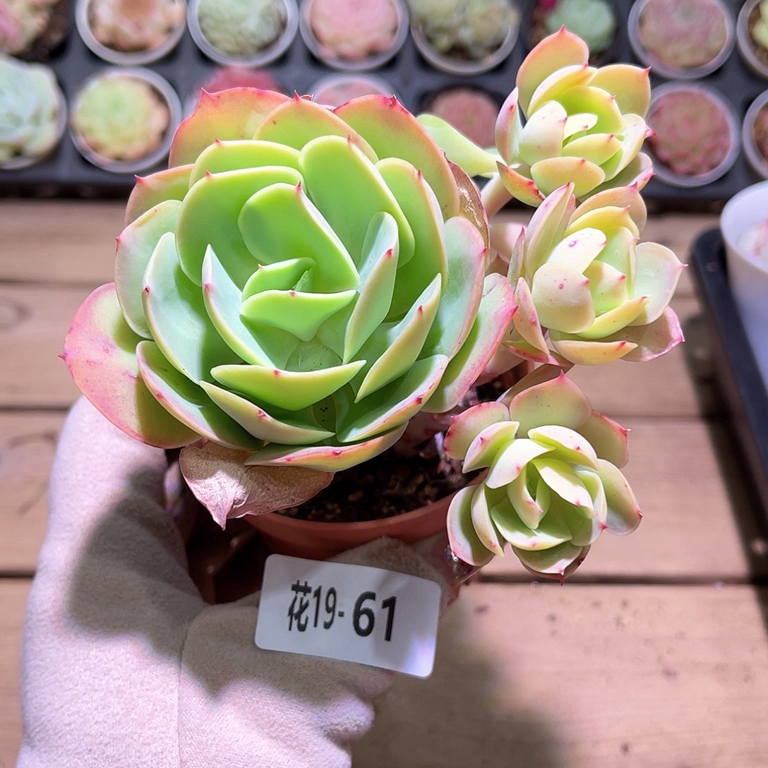 花利美19-61碧桃群