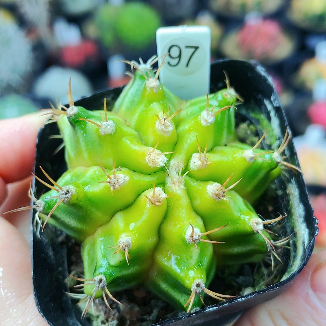 非偏远地区满25包邮发货仙人球